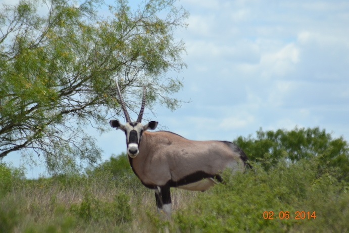 Deep South Texas Wildlife Deep South Texas Wildlife